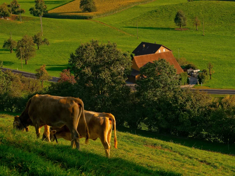 tanyasi tehenek legelnek