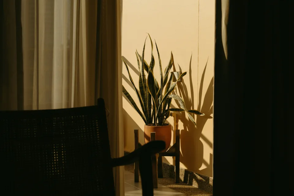 plant