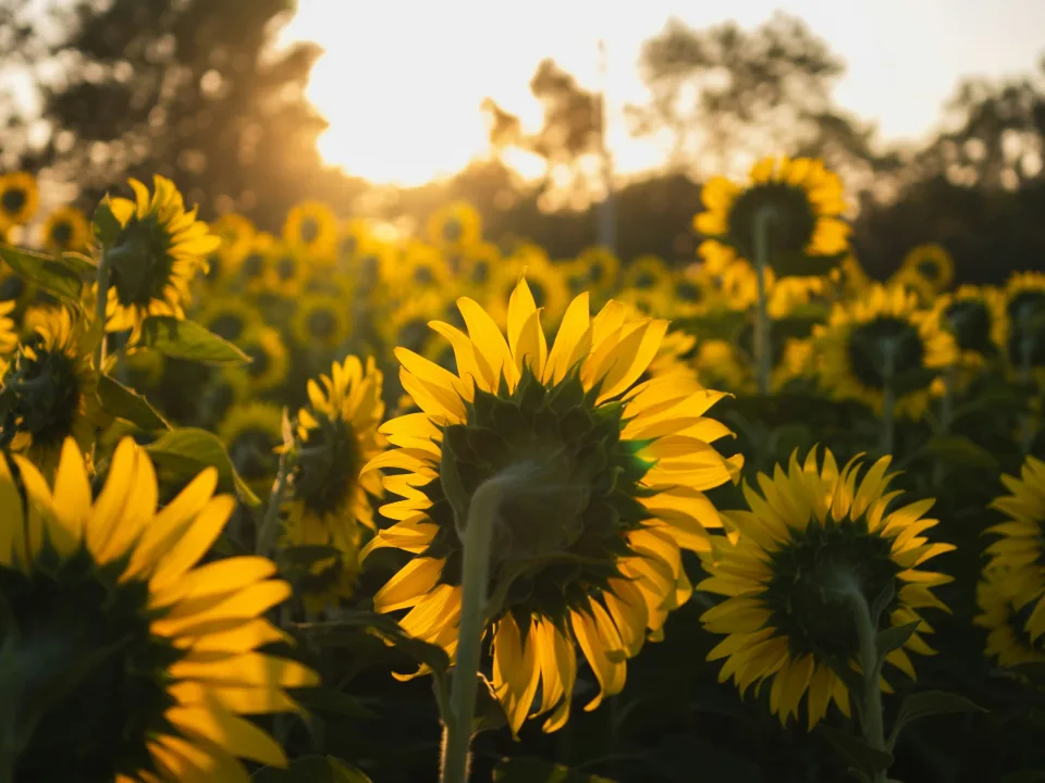 Termőföld napraforgóval